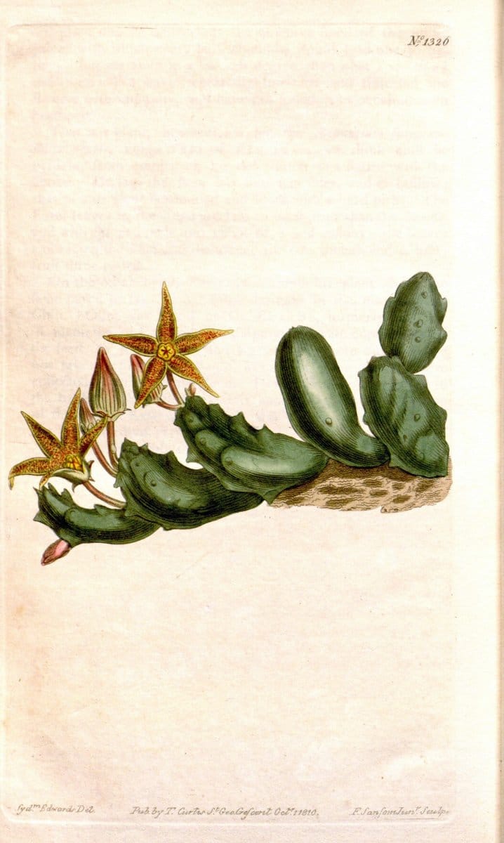 Curtis's botanical magazine. London ; New York [etc.] :Academic Press [etc.]. | "Botanical illustration" Botany Periodicals "Pictorial works" "Plants, Ornamental"  | Vintage Print Reproduction 456060