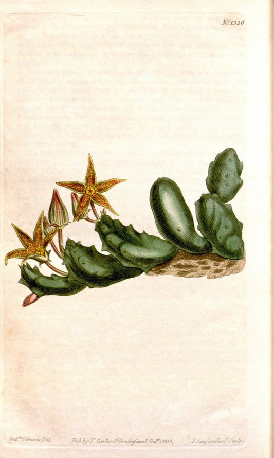 Curtis's botanical magazine. London ; New York [etc.] :Academic Press [etc.]. | "Botanical illustration" Botany Periodicals "Pictorial works" "Plants, Ornamental"  | Vintage Print Reproduction 456060