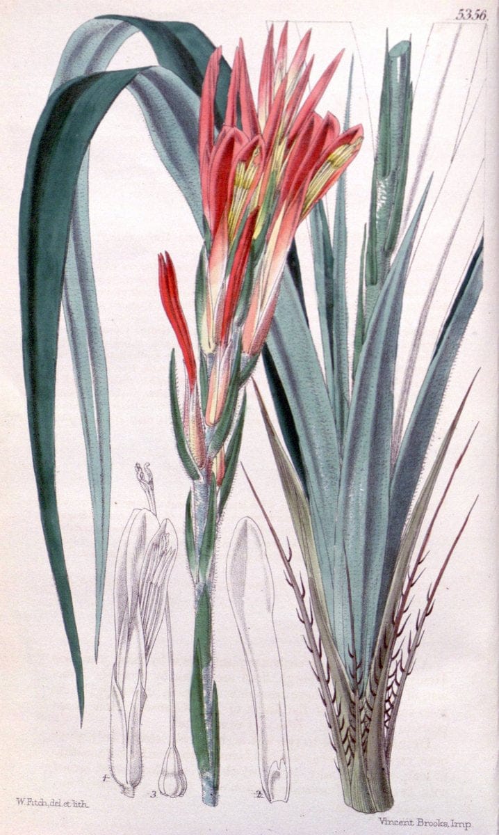 Curtis's botanical magazine. London ;New York [etc.] :Academic Press [etc.]. | Botany Periodicals "Pictorial works"  | Vintage Print Reproduction 456061