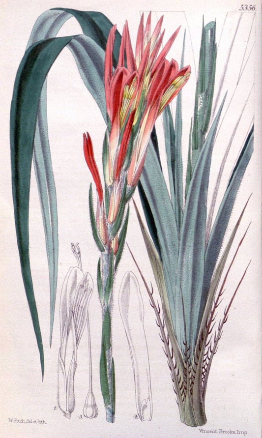 Curtis's botanical magazine. London ;New York [etc.] :Academic Press [etc.]. | Botany Periodicals "Pictorial works"  | Vintage Print Reproduction 456061