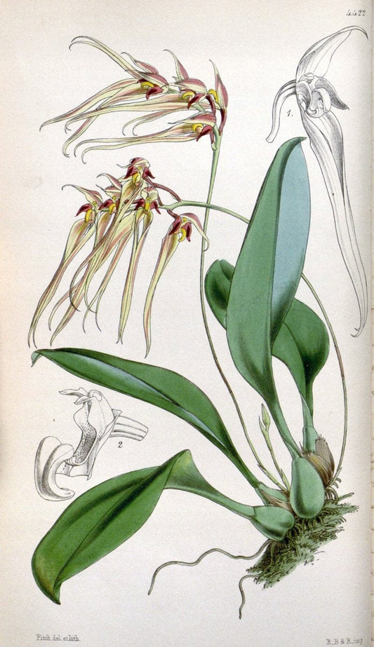 Curtis's botanical magazine. London ;New York [etc.] :Academic Press [etc.]. | Botany Periodicals "Pictorial works"  | Vintage Print Reproduction 456062