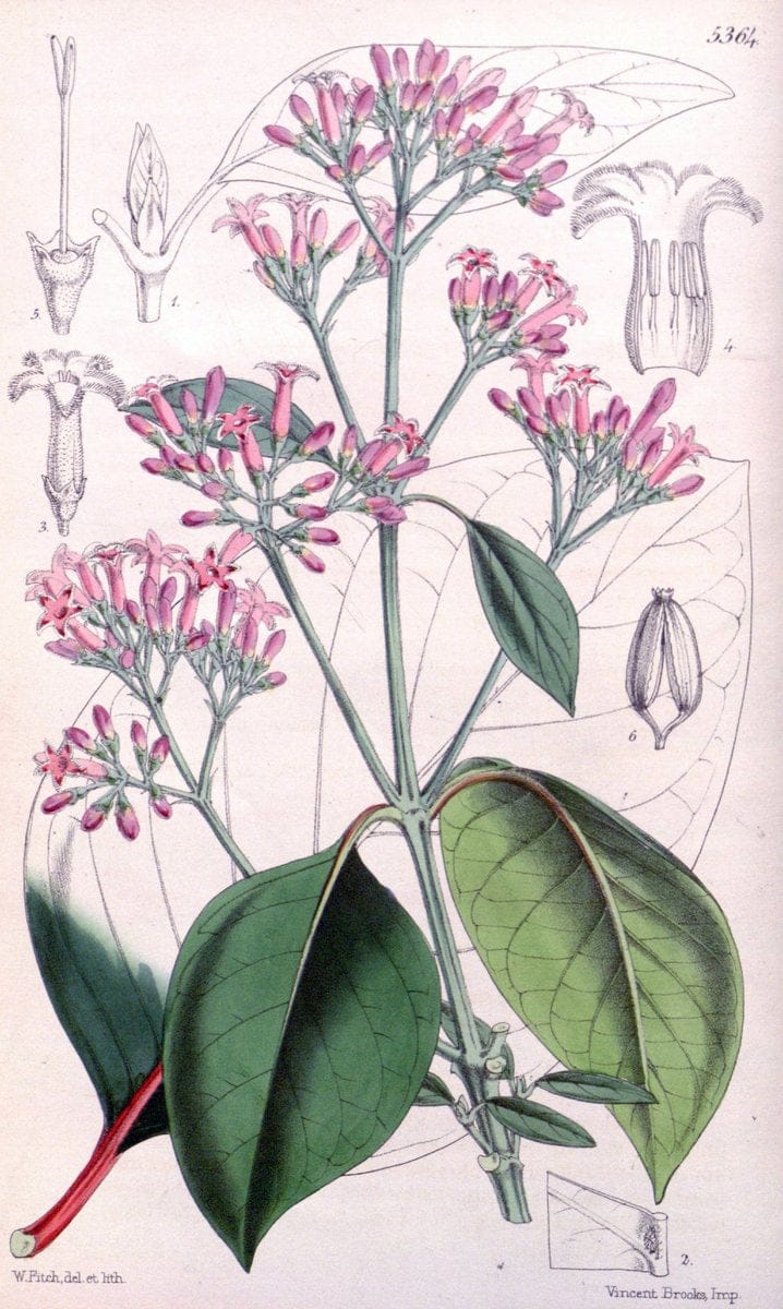 Curtis's botanical magazine. London ;New York [etc.] :Academic Press [etc.]. | Botany Periodicals "Pictorial works"  | Vintage Print Reproduction 456063