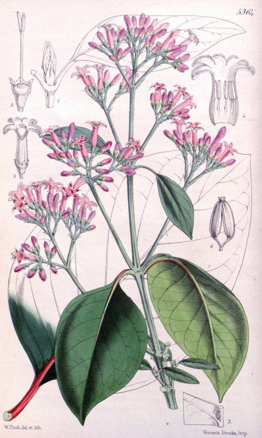 Curtis's botanical magazine. London ;New York [etc.] :Academic Press [etc.]. | Botany Periodicals "Pictorial works"  | Vintage Print Reproduction 456063