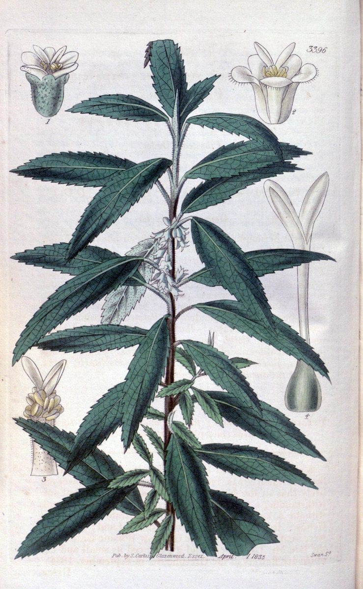 Curtis's botanical magazine. London ;New York [etc.] :Academic Press [etc.]. | Botany Periodicals "Pictorial works"  | Vintage Print Reproduction 456064