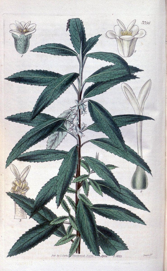 Curtis's botanical magazine. London ;New York [etc.] :Academic Press [etc.]. | Botany Periodicals "Pictorial works"  | Vintage Print Reproduction 456064
