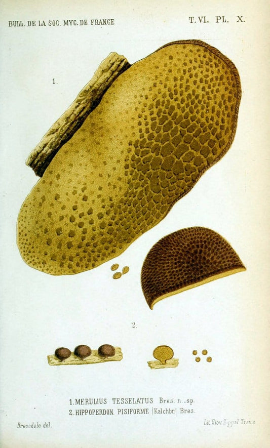 Bulletin de la SociÃ©tÃ© mycologique de France.Epinal :La SociÃ©tÃ©,1885-1903.  | France Fungi Mycology Periodicals | Vintage Print Reproduction 456065