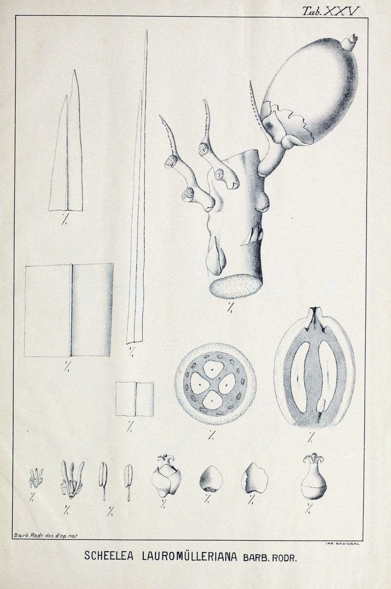 Contributions du Jardin botanique de Rio de Janeiro /.Rio de Janeiro :L'Etoile du Sud,1901-1907.  | Botany Brazil | Vintage Print Reproduction 456066