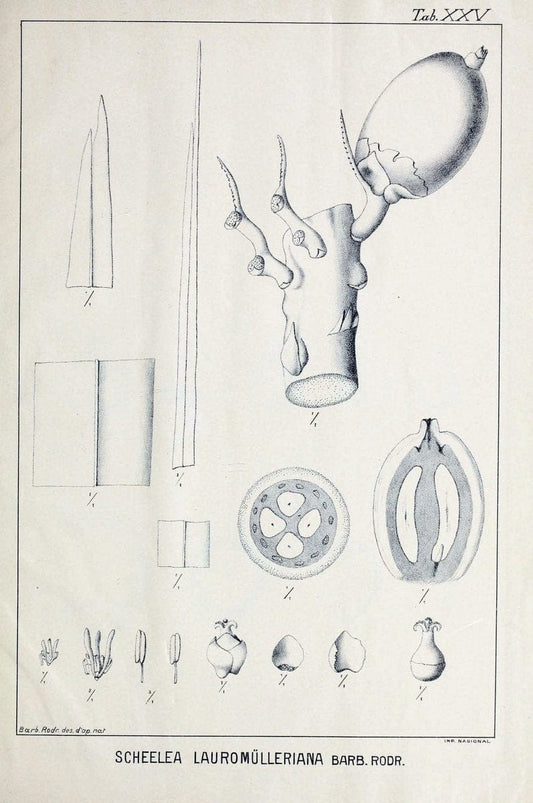 Contributions du Jardin botanique de Rio de Janeiro /.Rio de Janeiro :L'Etoile du Sud,1901-1907.  | Botany Brazil | Vintage Print Reproduction 456066