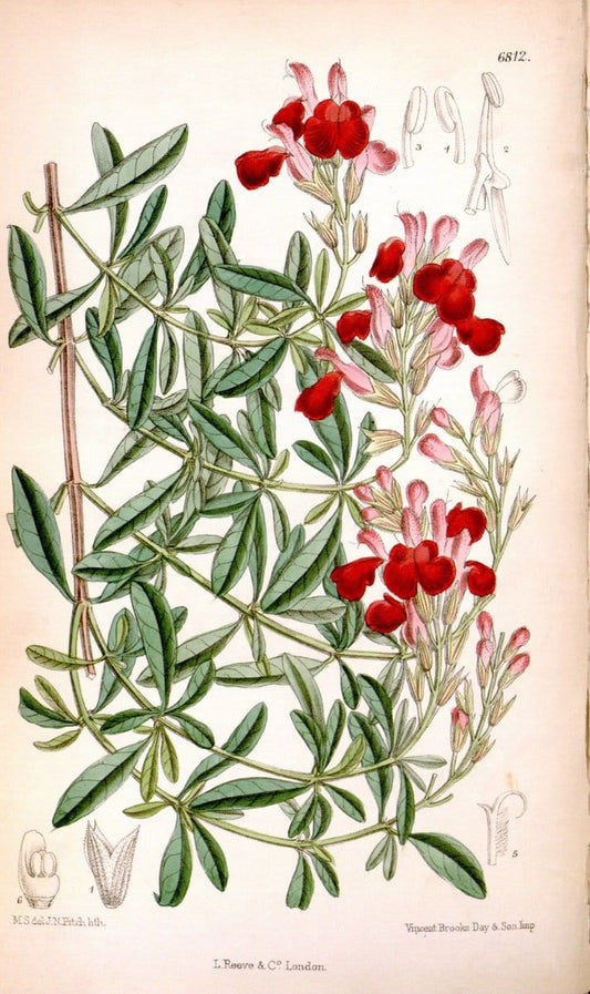 Curtis's botanical magazine. London ; New York [etc.] :Academic Press [etc.]. | "Botanical illustration" Botany Periodicals "Pictorial works" "Plants, Ornamental"  | Vintage Print Reproduction 456067