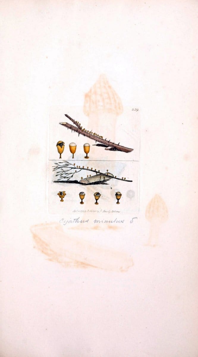 Coloured figures of English fungi or mushrooms. London,Printed by J. Davis,1797-[1809]. | England Mushrooms  | Vintage Print Reproduction 456068