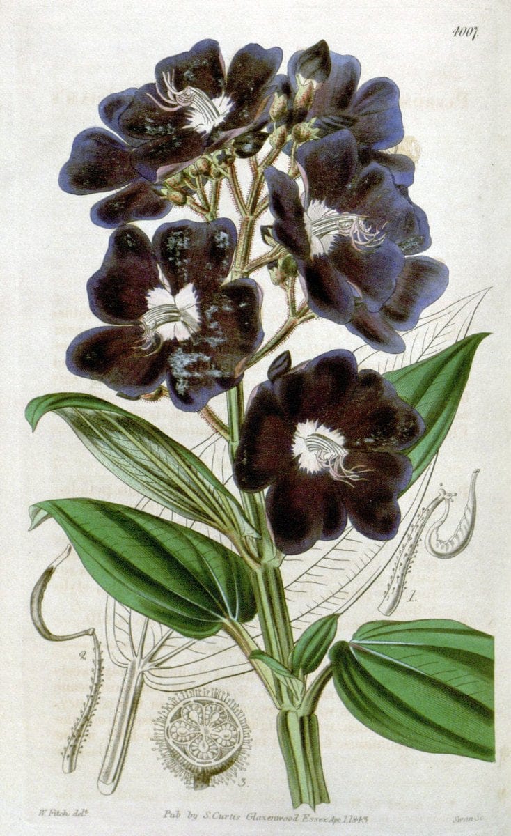 Curtis's botanical magazine. London ; New York [etc.] :Academic Press [etc.]. | "Botanical illustration" Botany Periodicals "Pictorial works" "Plants, Ornamental"  | Vintage Print Reproduction 456069