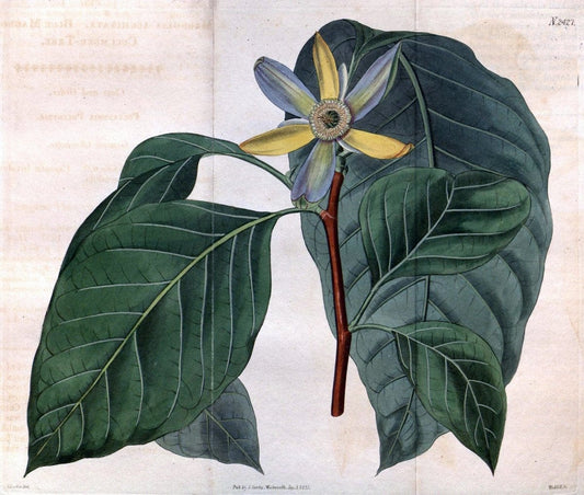 Curtis's botanical magazine. London ; New York [etc.] :Academic Press [etc.]. | "Botanical illustration" Botany Periodicals "Pictorial works" "Plants, Ornamental"  | Vintage Print Reproduction 456070