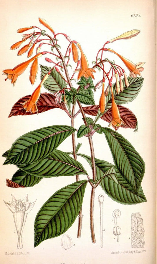 Curtis's botanical magazine. London ; New York [etc.] :Academic Press [etc.]. | "Botanical illustration" Botany Periodicals "Pictorial works" "Plants, Ornamental"  | Vintage Print Reproduction 456071