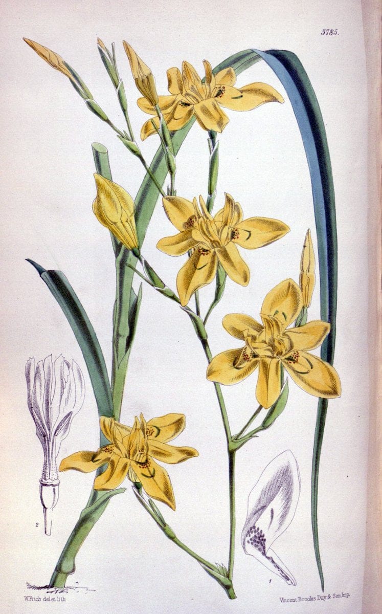 Curtis's botanical magazine. London ; New York [etc.] :Academic Press [etc.]. | "Botanical illustration" Botany Periodicals "Pictorial works" "Plants, Ornamental"  | Vintage Print Reproduction 456072