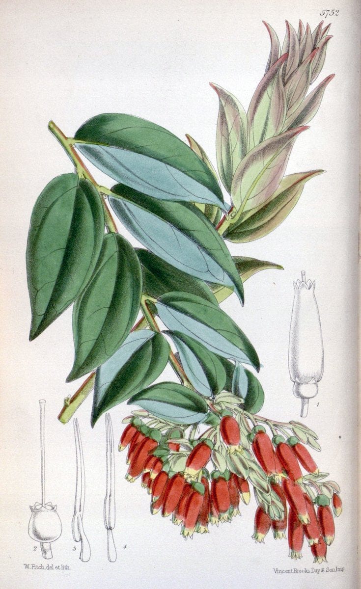 Curtis's botanical magazine. London ; New York [etc.] :Academic Press [etc.]. | "Botanical illustration" Botany Periodicals "Pictorial works" "Plants, Ornamental"  | Vintage Print Reproduction 456073