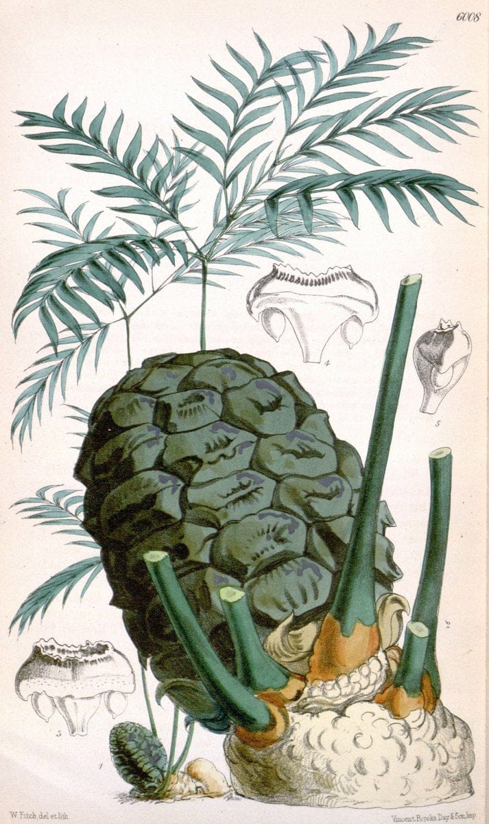 Curtis's botanical magazine. London ; New York [etc.] :Academic Press [etc.]. | "Botanical illustration" Botany Periodicals "Pictorial works" "Plants, Ornamental"  | Vintage Print Reproduction 456074