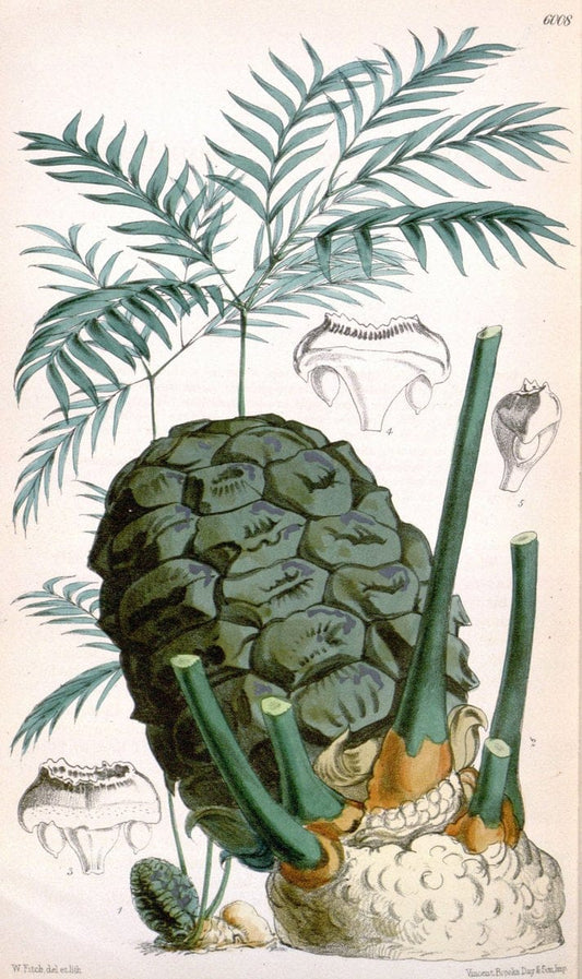 Curtis's botanical magazine. London ; New York [etc.] :Academic Press [etc.]. | "Botanical illustration" Botany Periodicals "Pictorial works" "Plants, Ornamental"  | Vintage Print Reproduction 456074