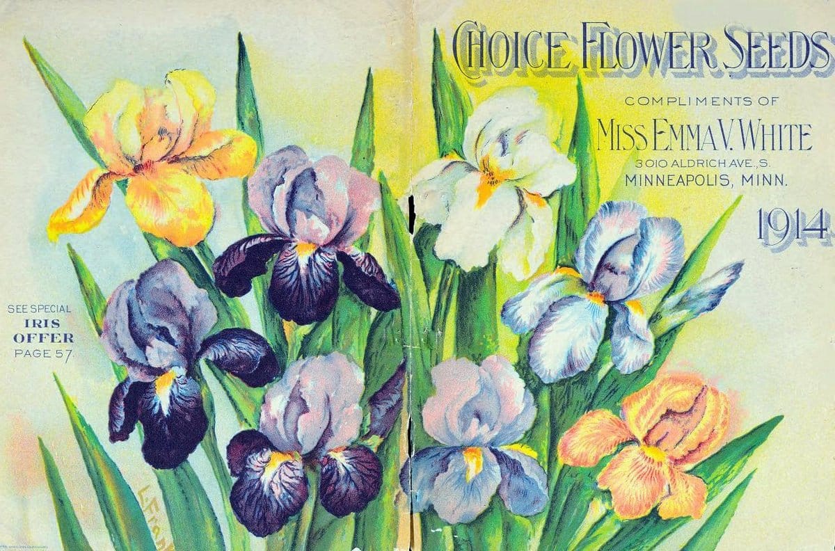Choice flower seeds /.Minneapolis :Emma V. White.  | Vintage Print Reproduction 456075