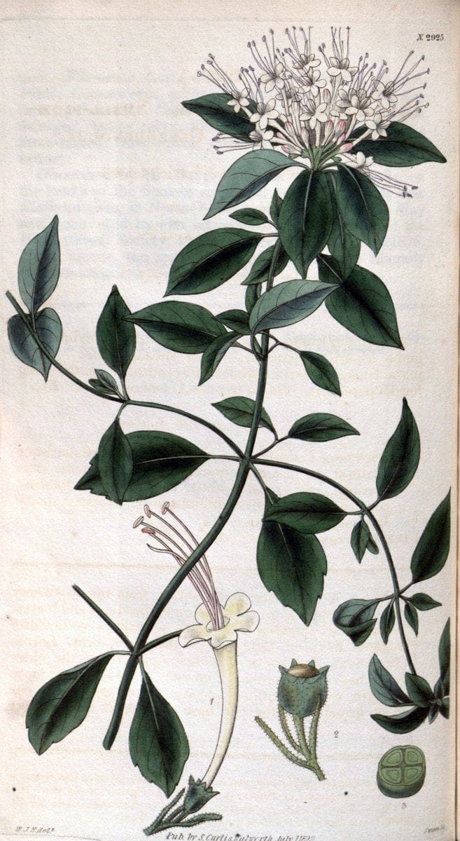 Curtis's botanical magazine. London ; New York [etc.] :Academic Press [etc.]. | "Botanical illustration" Botany Periodicals "Pictorial works" "Plants, Ornamental"  | Vintage Print Reproduction 456076