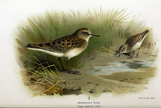 Coloured figures of the birds of the British Islands / issued by Lord Lilford. London :R | Birds "Great Britain" "Pictorial works"  | Vintage Print Reproduction 456077