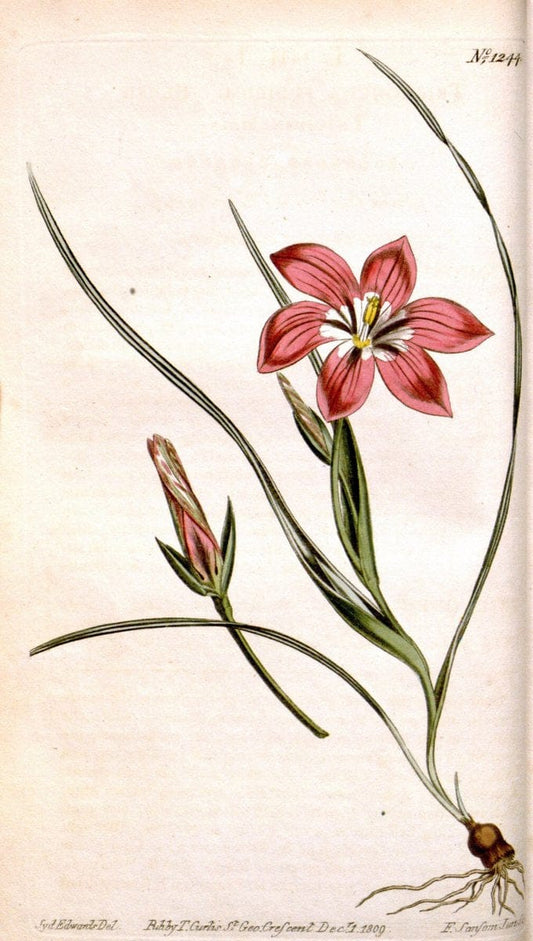 Curtis's botanical magazine. London ; New York [etc.] :Academic Press [etc.]. | "Botanical illustration" Botany Periodicals "Pictorial works" "Plants, Ornamental"  | Vintage Print Reproduction 456078