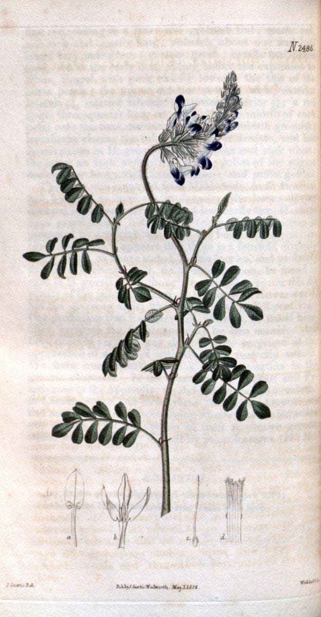 Curtis's botanical magazine. London ; New York [etc.] :Academic Press [etc.]. | "Botanical illustration" Botany Periodicals "Pictorial works" "Plants, Ornamental"  | Vintage Print Reproduction 456079