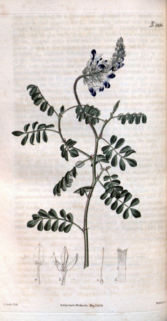 Curtis's botanical magazine. London ; New York [etc.] :Academic Press [etc.]. | "Botanical illustration" Botany Periodicals "Pictorial works" "Plants, Ornamental"  | Vintage Print Reproduction 456079