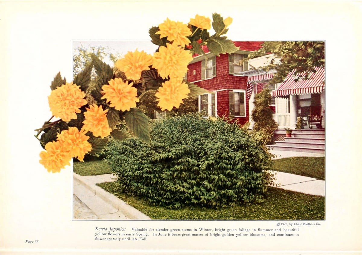 Chase fruit and flowers in natural colorsRochester, N.Y.,Chase brothers company[c1922] | Vintage Print Reproduction 456081