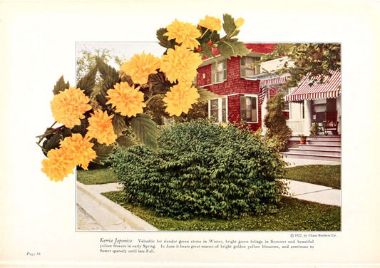 Chase fruit and flowers in natural colorsRochester, N.Y.,Chase brothers company[c1922] | Vintage Print Reproduction 456081