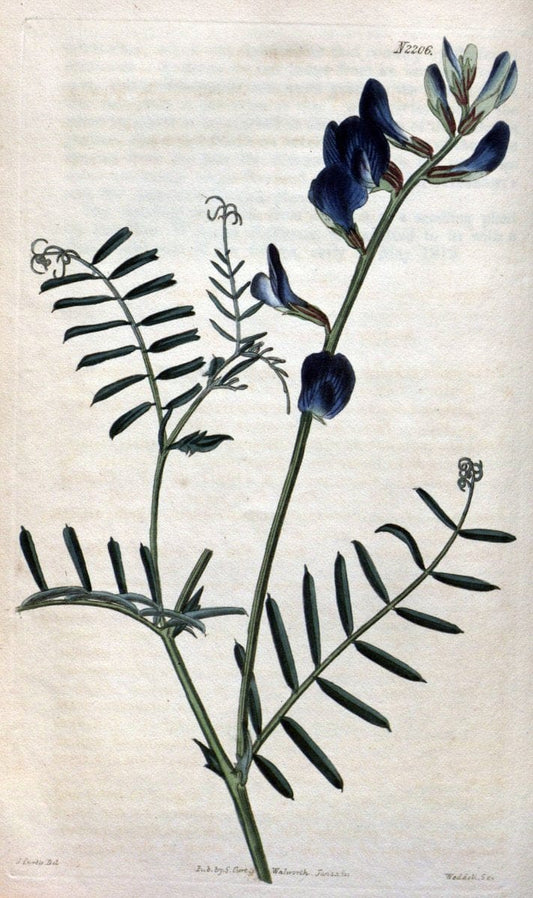 Curtis's botanical magazine. London ; New York [etc.] :Academic Press [etc.]. | "Botanical illustration" Botany Periodicals "Pictorial works" "Plants, Ornamental"  | Vintage Print Reproduction 456082