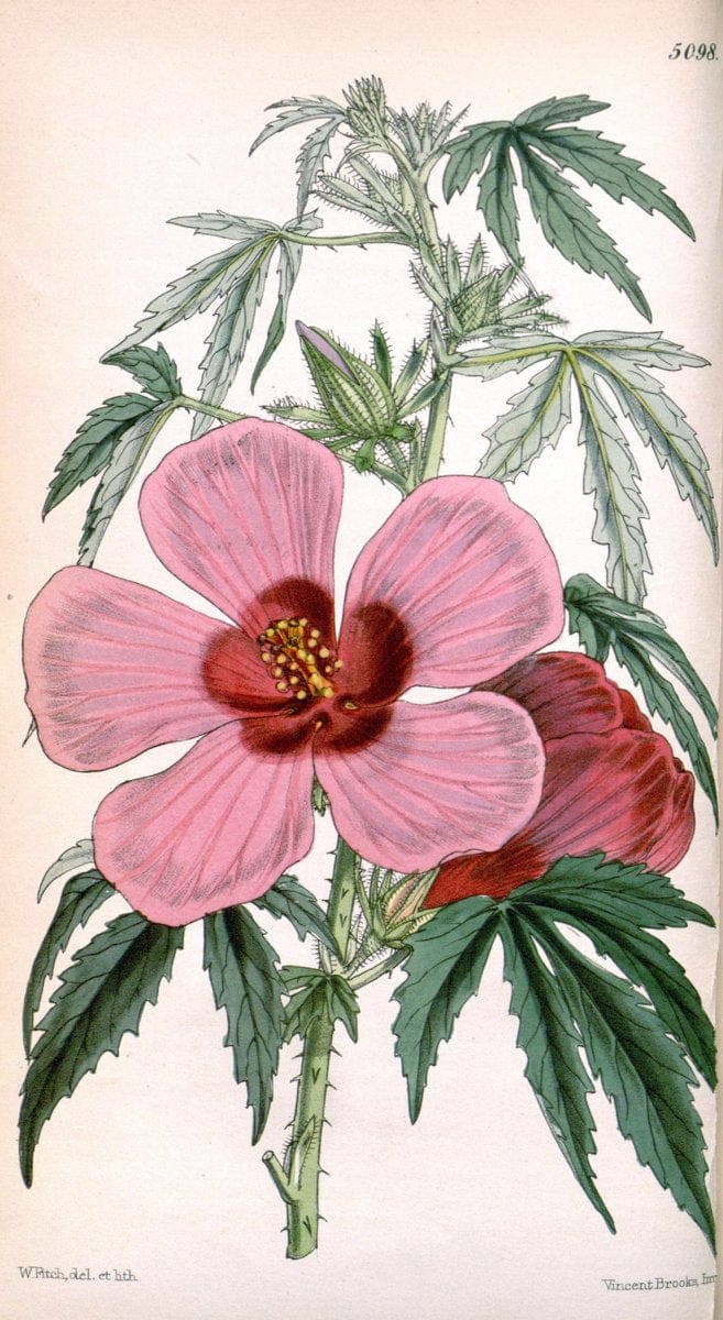 Curtis's botanical magazine. London ; New York [etc.] :Academic Press [etc.]. | "Botanical illustration" Botany Periodicals "Pictorial works" "Plants, Ornamental"  | Vintage Print Reproduction 456083