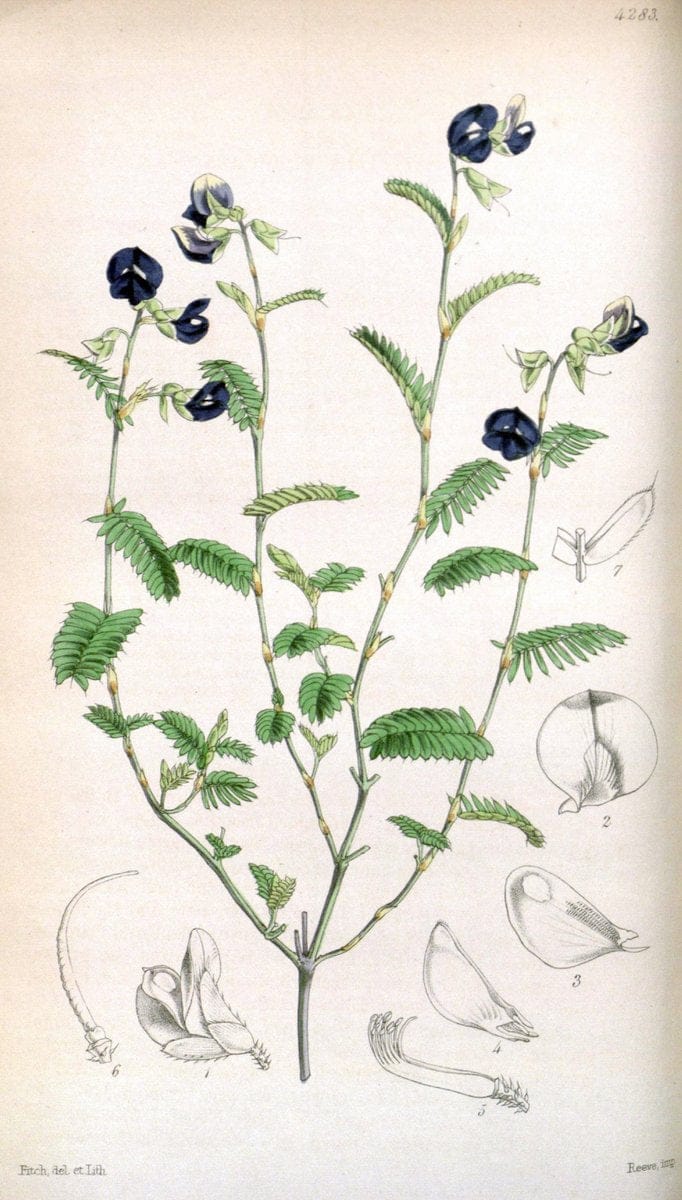 Curtis's botanical magazine. London ; New York [etc.] :Academic Press [etc.]. | "Botanical illustration" Botany Periodicals "Pictorial works" "Plants, Ornamental"  | Vintage Print Reproduction 456084