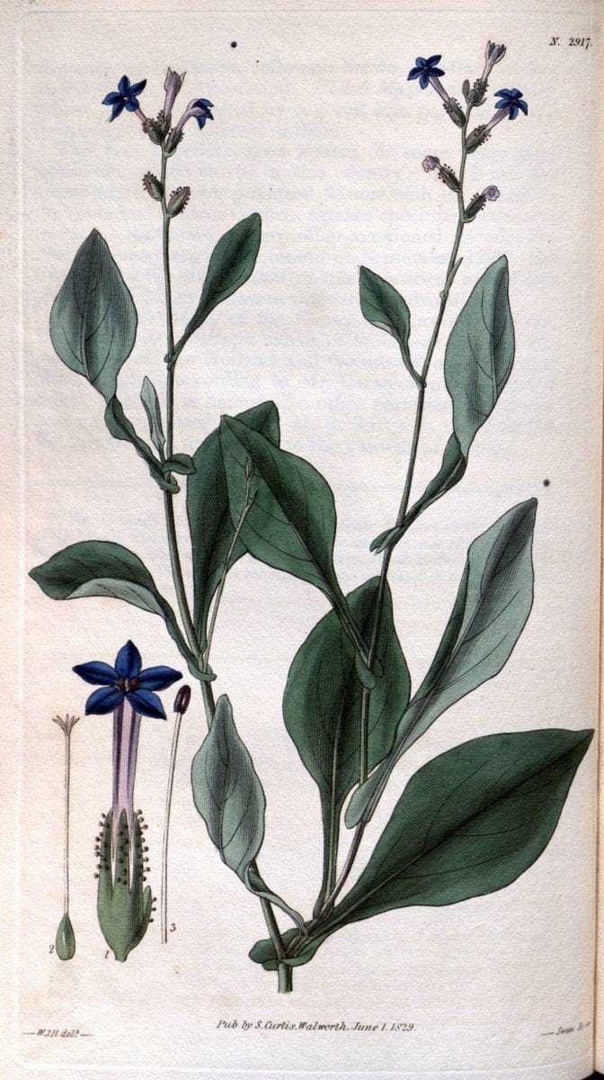 Curtis's botanical magazine. London ; New York [etc.] :Academic Press [etc.]. | "Botanical illustration" Botany Periodicals "Pictorial works" "Plants, Ornamental"  | Vintage Print Reproduction 456085