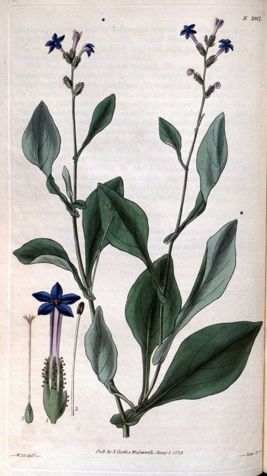 Curtis's botanical magazine. London ; New York [etc.] :Academic Press [etc.]. | "Botanical illustration" Botany Periodicals "Pictorial works" "Plants, Ornamental"  | Vintage Print Reproduction 456085