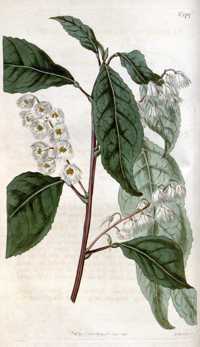 Curtis's botanical magazine. London ; New York [etc.] :Academic Press [etc.]. | "Botanical illustration" Botany Periodicals "Pictorial works" "Plants, Ornamental"  | Vintage Print Reproduction 456086