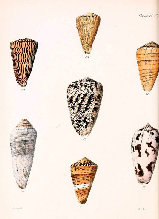Conchologia iconica, or, Illustrations of the shells of molluscous animals. v.1London :Reeve, Brothers,1843-1878. |  | Vintage Print Reproduction 456087
