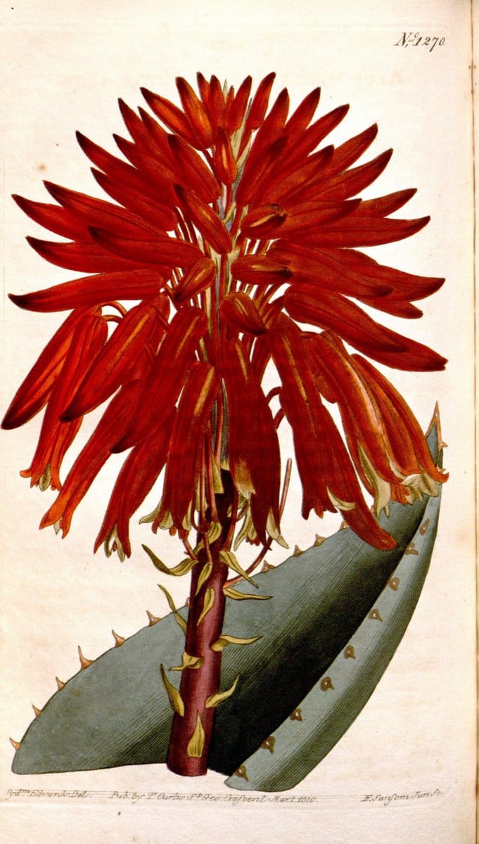 Curtis's botanical magazine. London ; New York [etc.] :Academic Press [etc.]. | "Botanical illustration" Botany Periodicals "Pictorial works" "Plants, Ornamental"  | Vintage Print Reproduction 456088