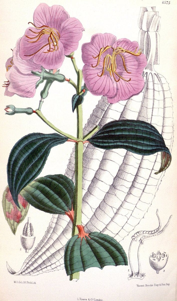 Curtis's botanical magazine. London ; New York [etc.] :Academic Press [etc.]. | "Botanical illustration" Botany Periodicals "Pictorial works" "Plants, Ornamental"  | Vintage Print Reproduction 456089