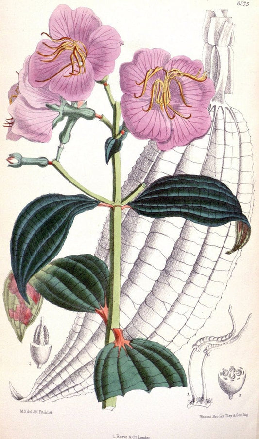 Curtis's botanical magazine. London ; New York [etc.] :Academic Press [etc.]. | "Botanical illustration" Botany Periodicals "Pictorial works" "Plants, Ornamental"  | Vintage Print Reproduction 456089