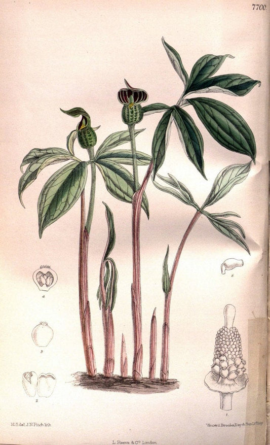 Curtis's botanical magazine. London ;New York [etc.] :Academic Press [etc.]. | Botany Periodicals "Pictorial works"  | Vintage Print Reproduction 456090