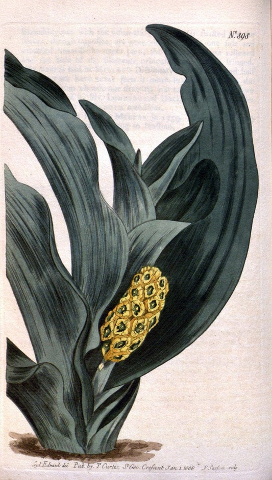 Curtis's botanical magazine. London ;New York [etc.] :Academic Press [etc.]. | Botany Periodicals "Pictorial works"  | Vintage Print Reproduction 456091