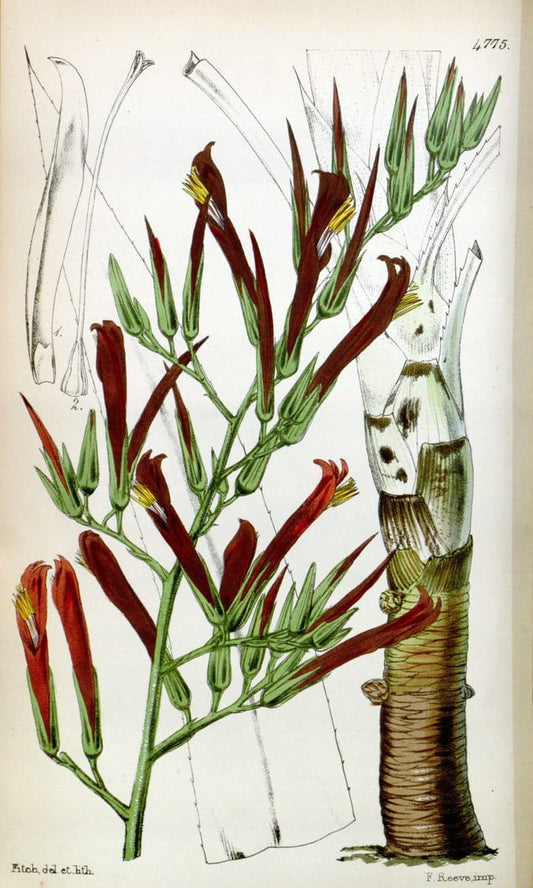 Curtis's botanical magazine. London ;New York [etc.] :Academic Press [etc.]. | Botany Periodicals "Pictorial works"  | Vintage Print Reproduction 456092