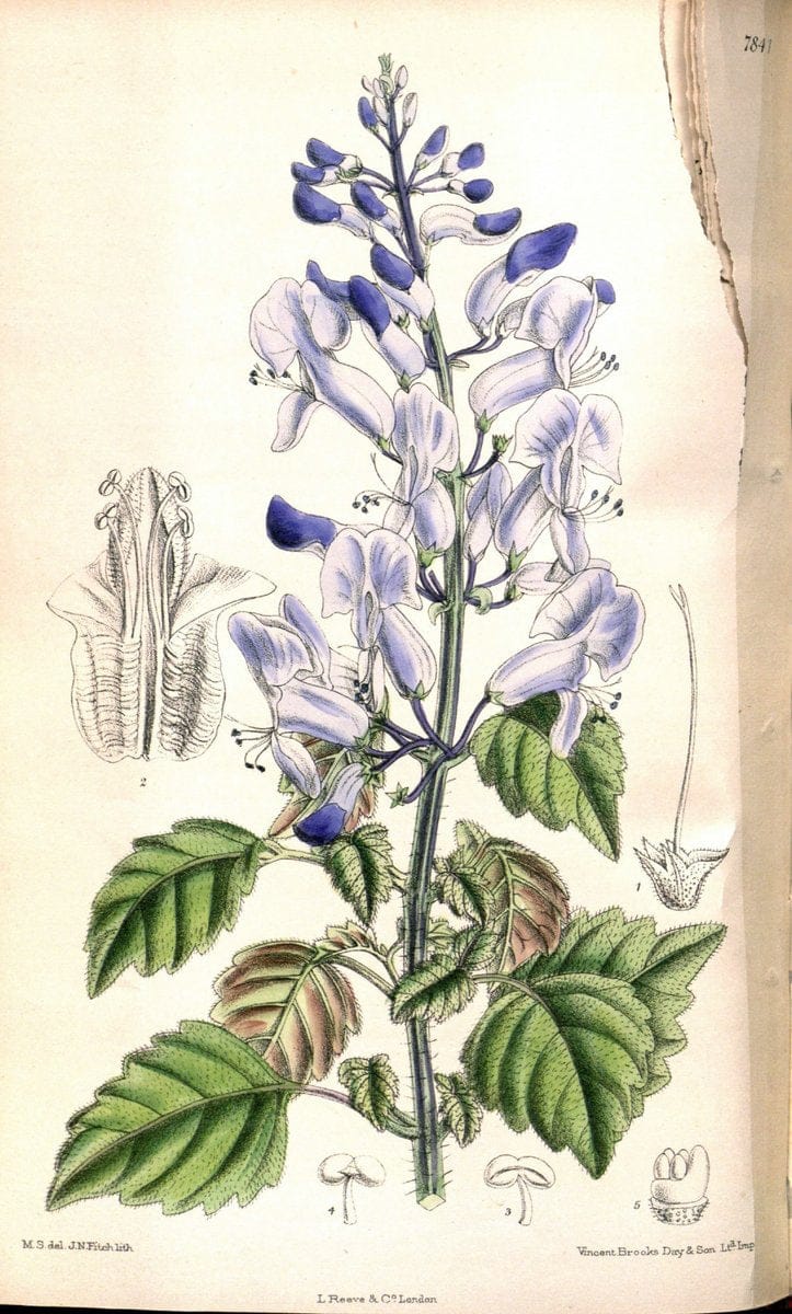 Curtis's botanical magazine. London ;New York [etc.] :Academic Press [etc.]. | Botany Periodicals "Pictorial works"  | Vintage Print Reproduction 456093