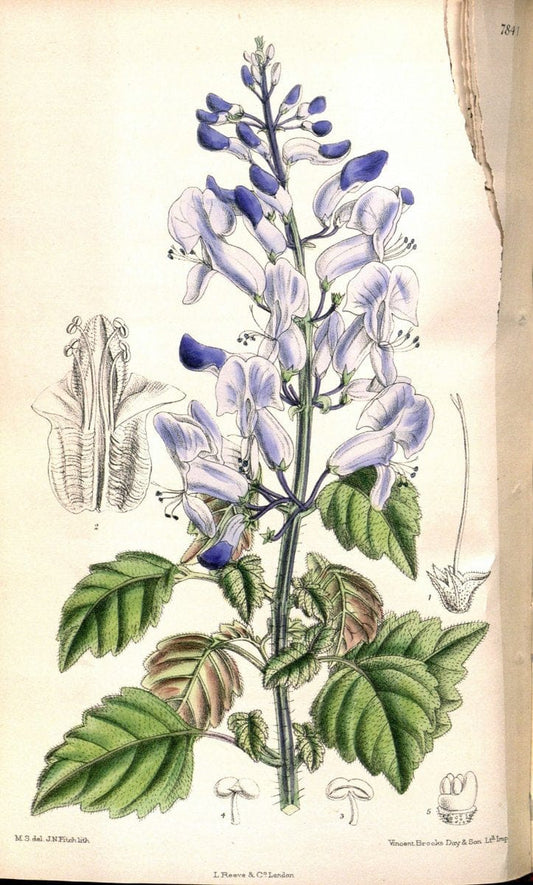 Curtis's botanical magazine. London ;New York [etc.] :Academic Press [etc.]. | Botany Periodicals "Pictorial works"  | Vintage Print Reproduction 456093