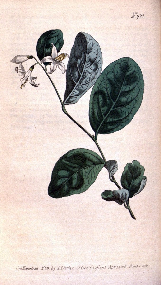 Curtis's botanical magazine. London ;New York [etc.] :Academic Press [etc.]. | Botany Periodicals "Pictorial works"  | Vintage Print Reproduction 456094