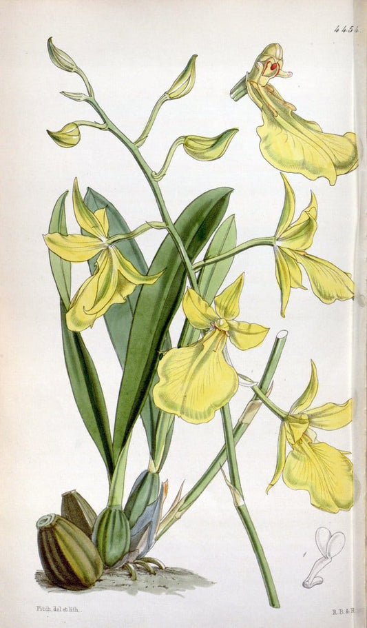 Curtis's botanical magazine. London ;New York [etc.] :Academic Press [etc.]. | Botany Periodicals "Pictorial works"  | Vintage Print Reproduction 456095