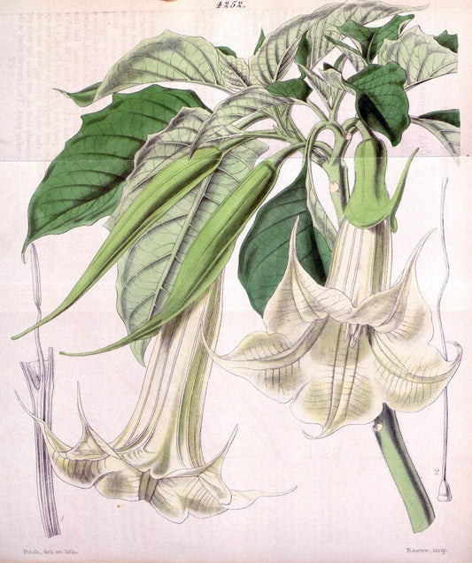Curtis's botanical magazine. London ;New York [etc.] :Academic Press [etc.]. | Botany Periodicals "Pictorial works"  | Vintage Print Reproduction 456096