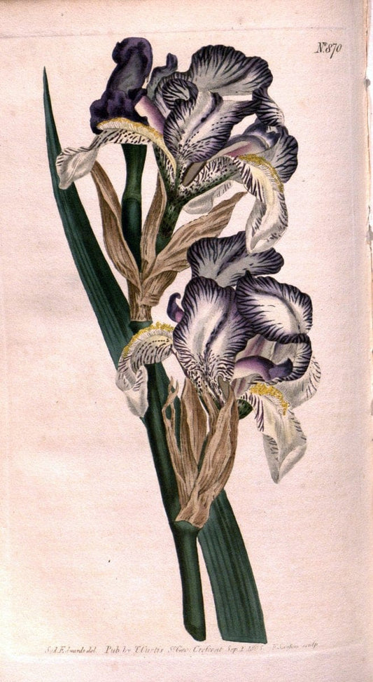 Curtis's botanical magazine. London ;New York [etc.] :Academic Press [etc.]. | Botany Periodicals "Pictorial works"  | Vintage Print Reproduction 456097