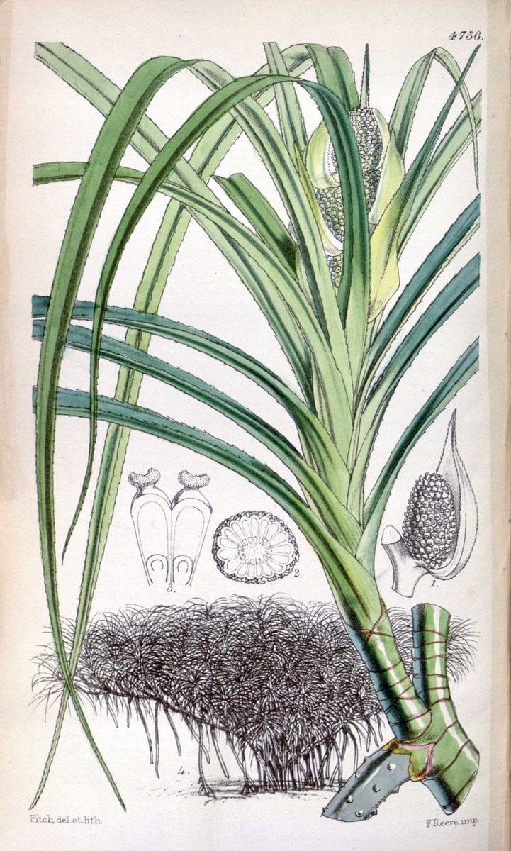 Curtis's botanical magazine. London ; New York [etc.] :Academic Press [etc.]. | "Botanical illustration" Botany Periodicals "Pictorial works" "Plants, Ornamental"  | Vintage Print Reproduction 456098