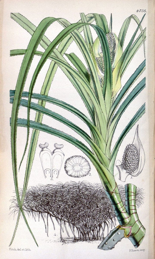 Curtis's botanical magazine. London ; New York [etc.] :Academic Press [etc.]. | "Botanical illustration" Botany Periodicals "Pictorial works" "Plants, Ornamental"  | Vintage Print Reproduction 456098